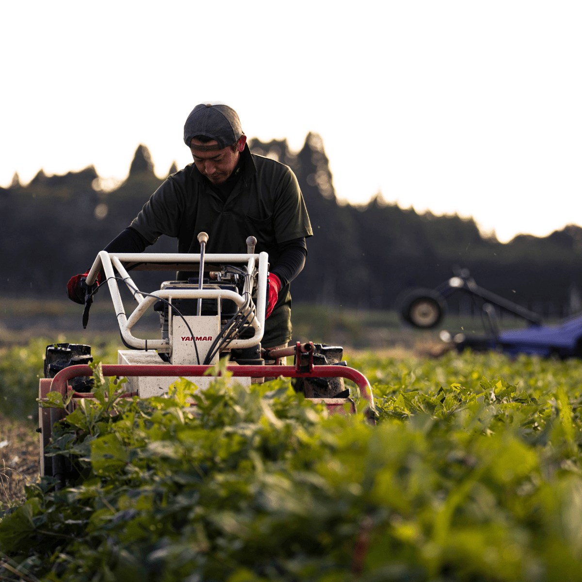 Premium Rich Texture Roasted Sweet Potat - Tokyo Fresh Direct