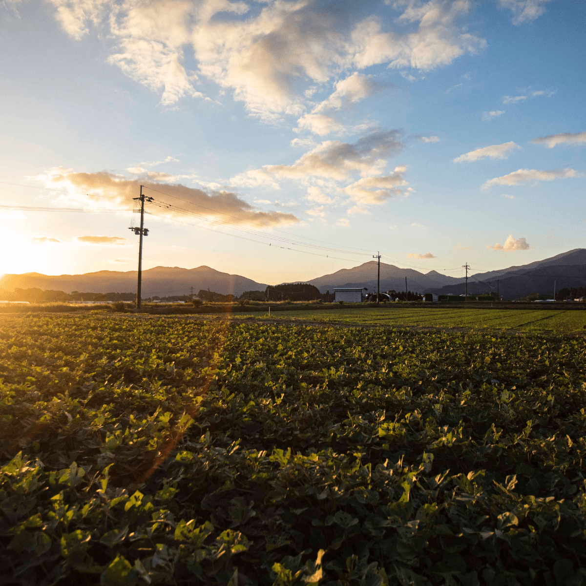 Premium Rich Texture Roasted Sweet Potat - Tokyo Fresh Direct