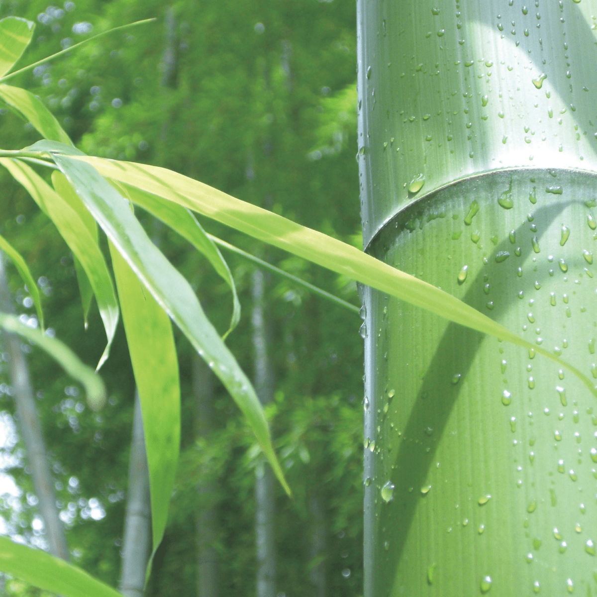 TAKESUMInoSATO Edible Bamboo Charcoal Powder 110g - Tokyo Fresh Direct