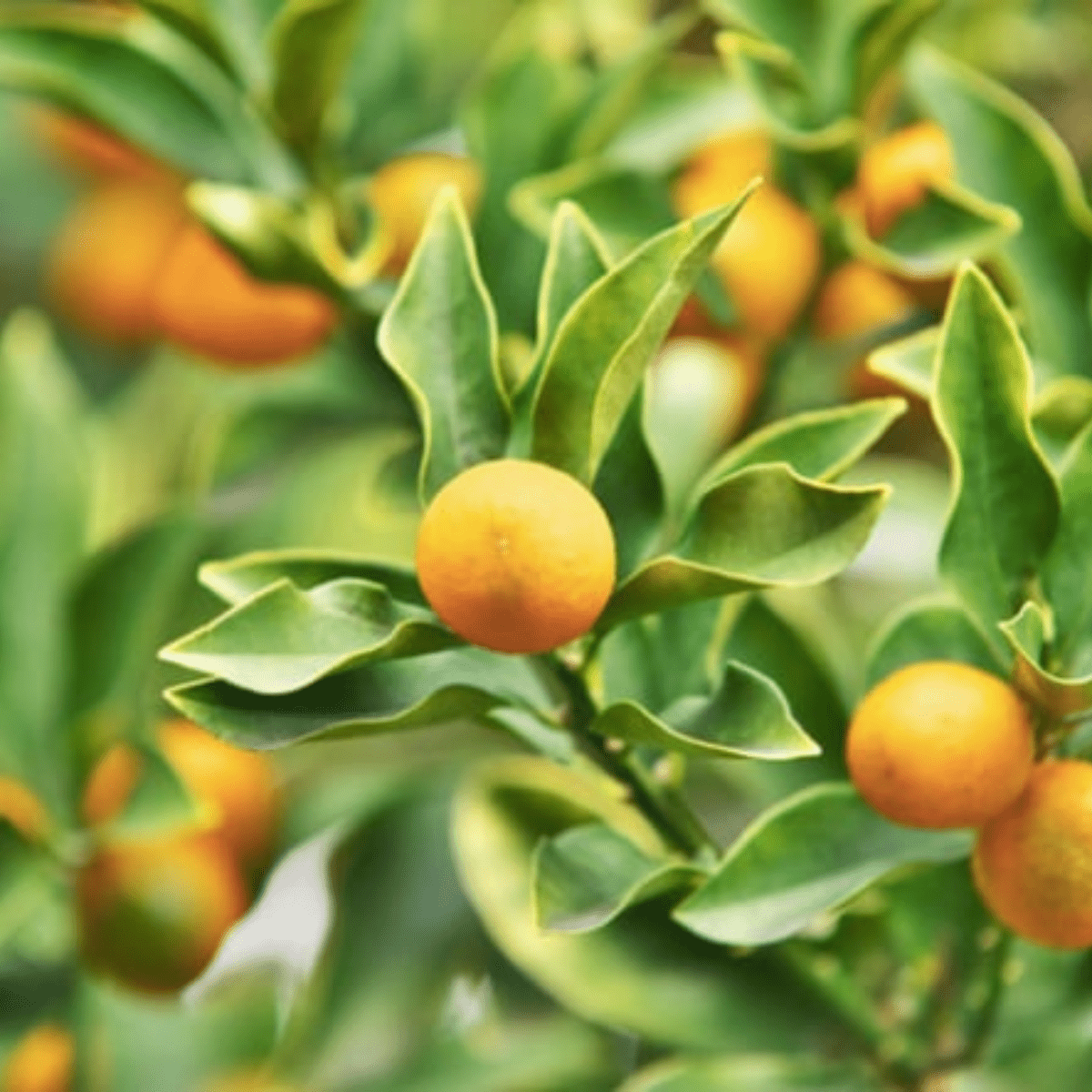 TINYKITCHEN MIYAZAKI Artisan Chocolate Kumquat Cacao 70% - Tokyo Fresh Direct