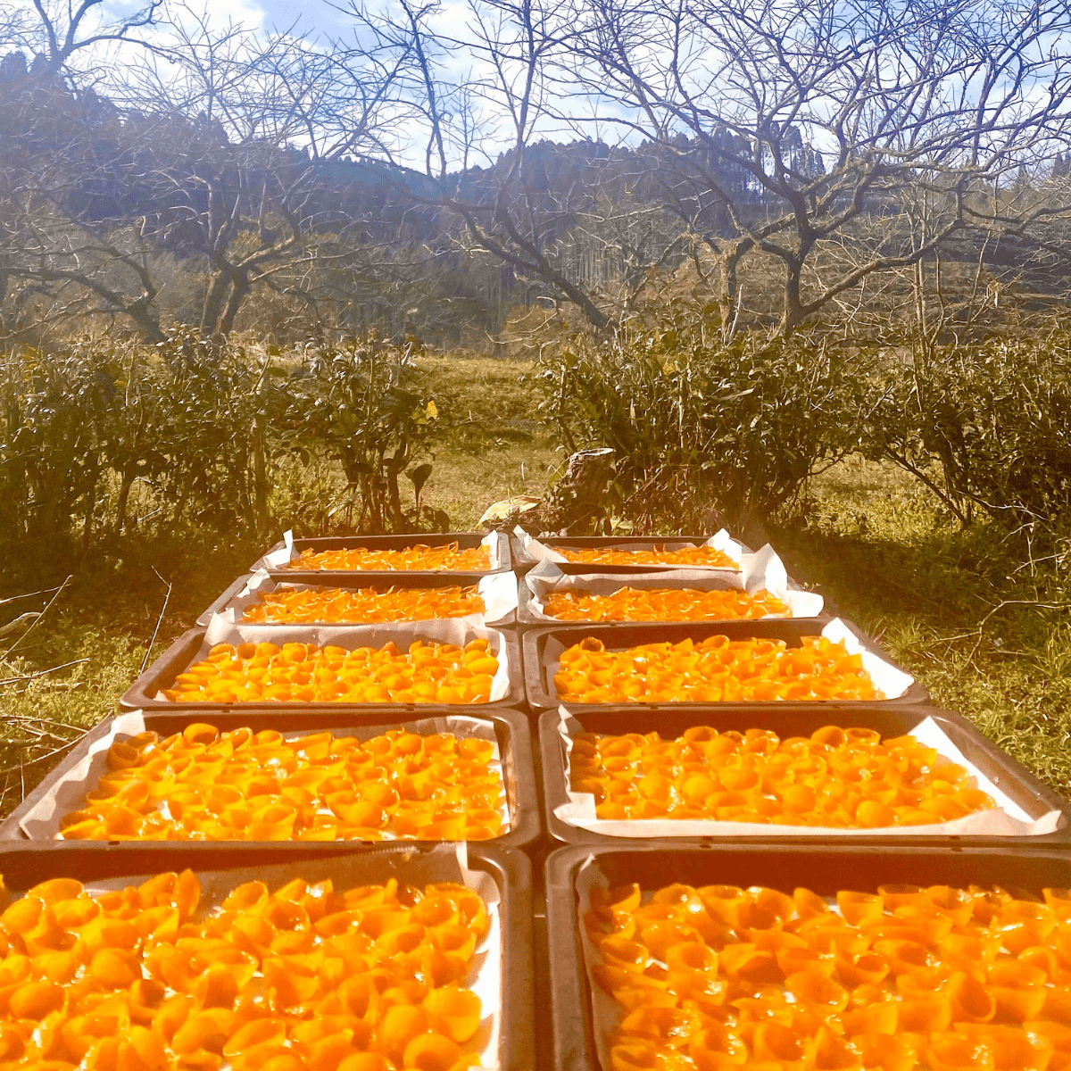 TINYKITCHEN MIYAZAKI Artisan Chocolate Kumquat Cacao 70% - Tokyo Fresh Direct